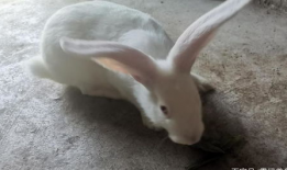 兔子交配视频,自然繁衍的奇妙瞬间