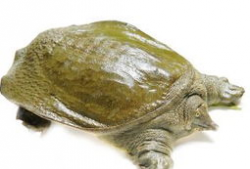 怎样杀甲鱼视频,揭秘高效杀甲鱼技巧